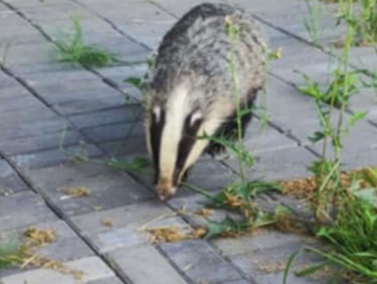 Dwa borsuki krążą po mieście