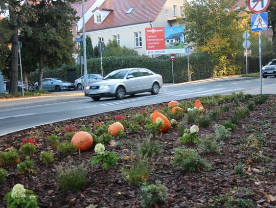 Dynie oko cieszą
