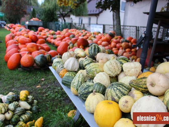 Dyniowe żniwa w gminie Oleśnica