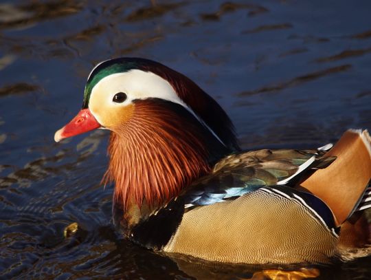 Egzotyczna mandarynka znów zimuje w Oleśnicy