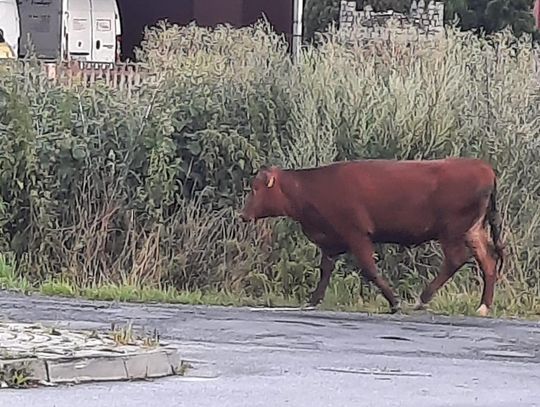 Gonili krowę. Razem z burmistrzem..