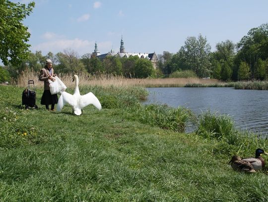 Historia uratowanego łabędzia 