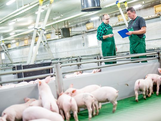 Hodowla inna niż wszystkie. Poznaj Gobarto 500 