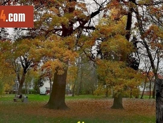 Jak to z pomnikiem przyrody w Oleśnicy było naprawdę