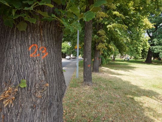 Jaka to będzie wycinka? - pyta mieszkaniec Oleśnicy