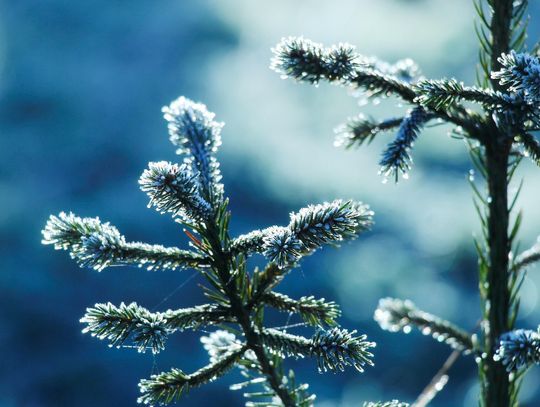 Już dziś zapraszają na choinkobranie! Już dziś zapraszają na choinkobranie!