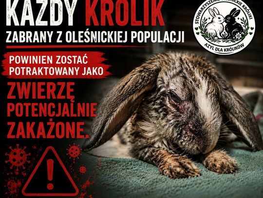 Kokcydioza wśród oleśnickich królików. Stowarzyszenie alarmuje i apeluje o pilne działania