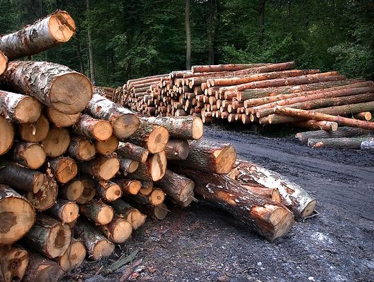 Kto pełni nadzór nad lasami niestanowiącymi własności Skarbu Państwa w powiecie oleśnickim?