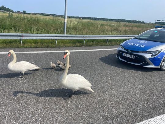 Łabędzie na S8!