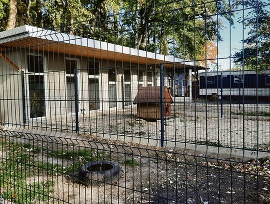 Lepsza przyszłość psiego seniora