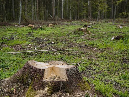 Lokalni działacze Polska 2050 i ekolodzy apelują o ograniczenie wycinki w Oleśnicy i powiecie oleśnickim