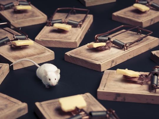 Masz myszy lub szczury w domu? Sprawdź skuteczne sposoby na pozbycie się gryzoni