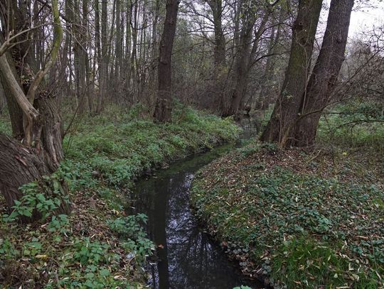 Mirosław Płaczkowski: O co chodzi z nowym parkiem w Oleśnicy? (ROLKA) Mirosław Płaczkowski: O co chodzi z nowym parkiem w Oleśnicy? (ROLKA)