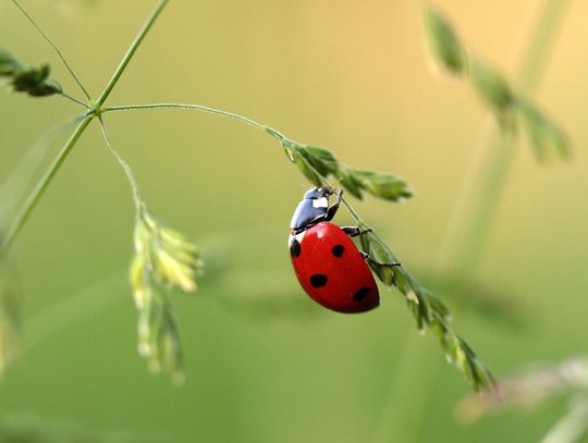Młodzież wnosi, żeby nie kosić trawników w Oleśnicy