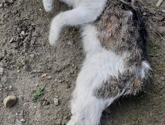 Morderca kotów grasuje na działkach w Oleśnicy (UWAGA, DRASTYCZNE ZDJĘCIA)