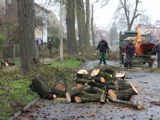 Na Wałach Jagiellońskich wytną 24 drzewa. A ile posadzą?