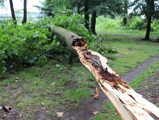 Nawałnica nad Oleśnicą. Wiatr uprzedził pilarzy