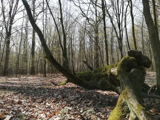 Nie było nas, był las. Jesteśmy, lasu nie ma...