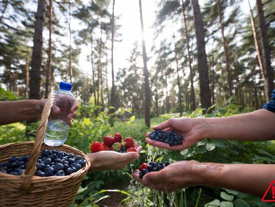 Nie jedz jagód prosto z krzaka! Sanepid ostrzega przed groźną chorobą pasożytniczą w lasach