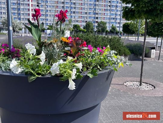 Nowa ozdoba w centrum Oleśnicy. Mieszkańcy od razu zwrócili na nią uwagę