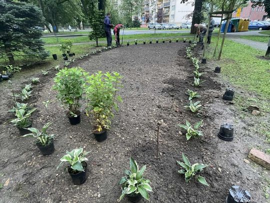 Nowa rabata w parku Kopernika