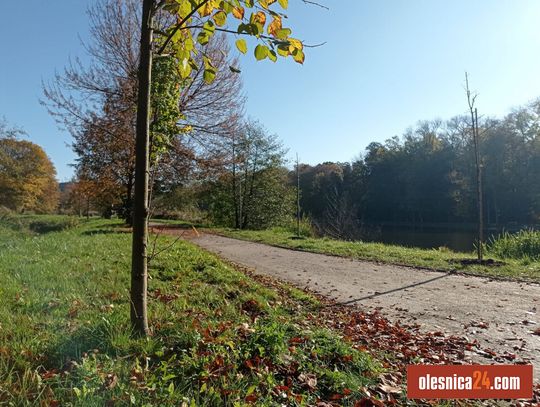 Nowe drzewka na Kruczej