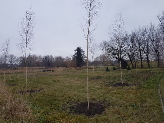 Nowe nasadzenia w Oleśnicy
