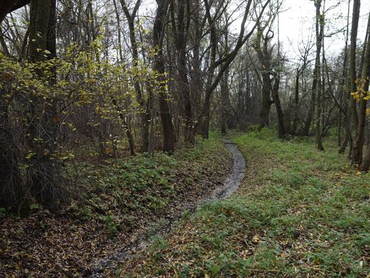 Nowy park w Oleśnicy? Jest petycja w tej sprawie