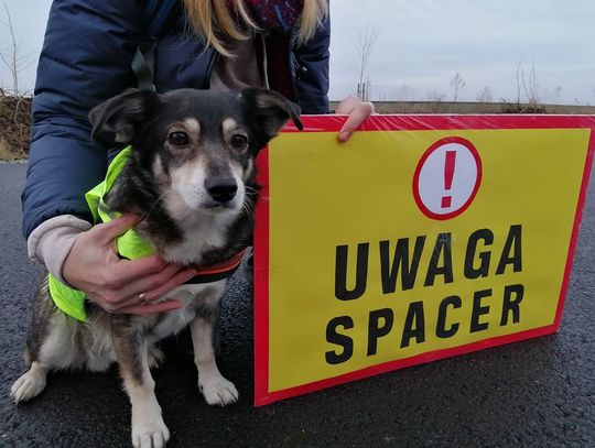 Obrońcy zwierząt blokują polowanie pod Oleśnicą (WIDEO) - AKTUALIZACJA