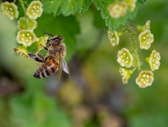 Oleśnica zaprasza mieszkańców na konsultacje planu adaptacji do zmian klimatu