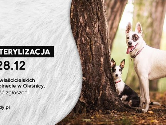 Oleśnickie Bidy i Urząd Miasta Oleśnicy we wspólnej akcji sterylizacji