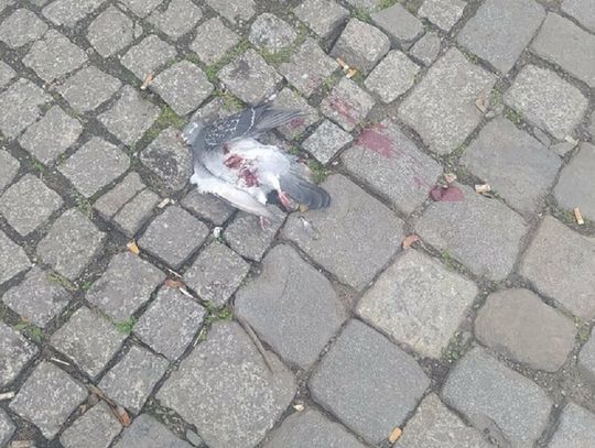 "Oleśnico, czemu jesteś potworem?" - pyta dramatycznie ekolożka