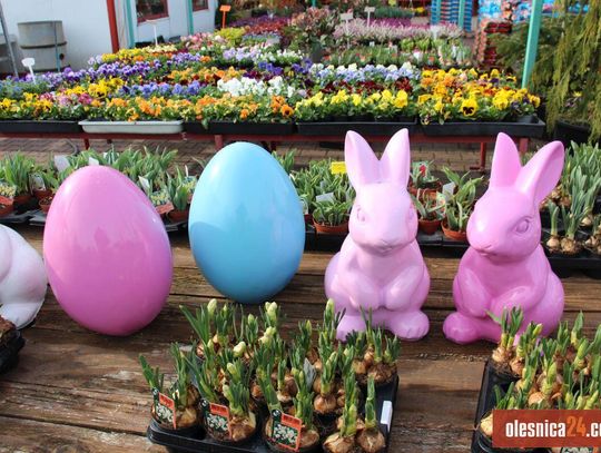 Ostatni tydzień na wielkanocne zakupy! Oleśnica w świątecznych dekoracjach Ostatni tydzień na wielkanocne zakupy! Oleśnica w świątecznych dekoracjach