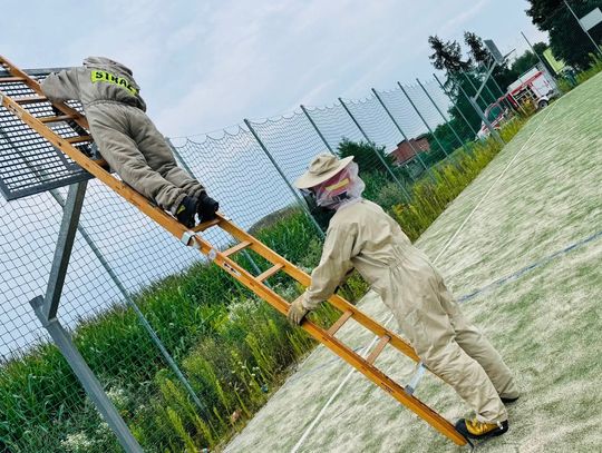 Osy zaatakowały dzieci na orliku