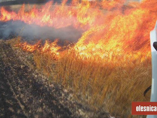 Palił się kombajn, paliło zboże