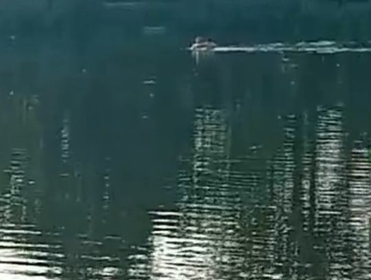 Skandal. Pili piwo, pływali na materacu po stawie w Oleśnicy  (WIDEO)