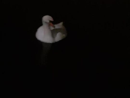 PILNE! Trzeba ratować łabędzicę Zosię