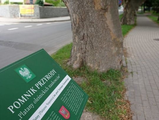 Pomnikowe platany w Oleśnicy oznakowane specjalnymi tablicami