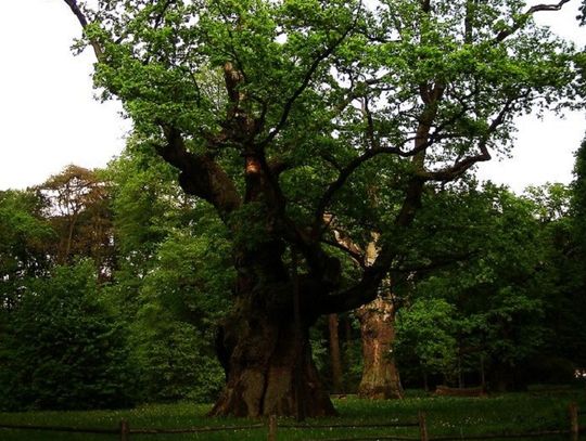 Posadzą Dąb Niepodległości w Oleśnicy