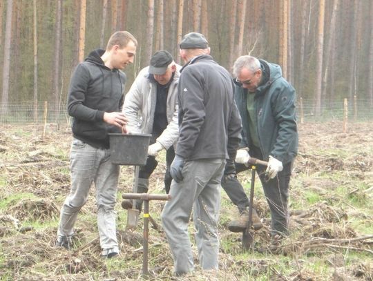 Posadzili 600 sosen
