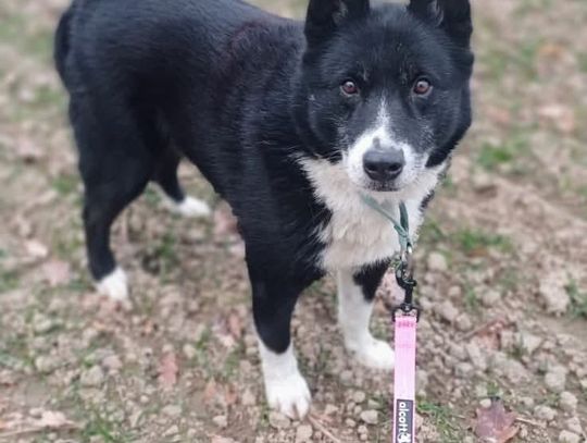 Poszukiwany właściciel karelofińskiego psa na niedźwiedzie znalezionego w Jemielnej