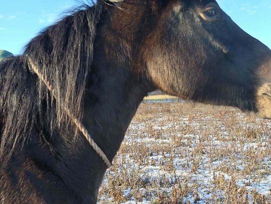 Poszukiwany właściciel konia w gminie Dobroszyce