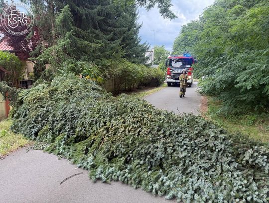 Powalone drzewo w Twardogórze. Interweniowali strażacy