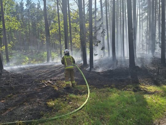 Pożar w twardogórskim lesie (WIDEO)