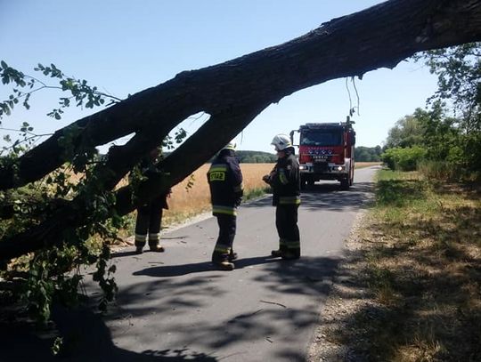 Przewrócony konar na drodze w powiecie oleśnickim
