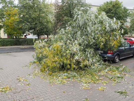 Ratowali kotka podczas wichury w powiecie oleśnickim