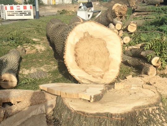„Rewitalizacja piłą mechaniczną”. Radny alarmuje po wycince drzew w centrum Oleśnicy