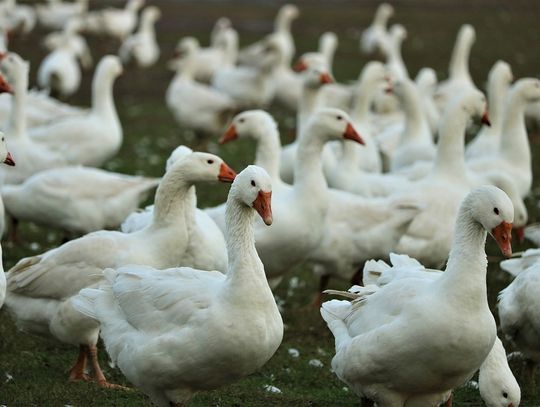 Rośnie zagrożenie zjadliwą grypą ptaków