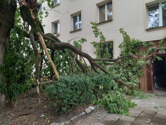 Runął konar na Słonecznej w Oleśnicy