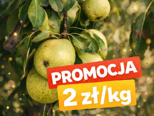 Świeże jabłka i gruszki prosto z sadu – tylko 2 zł/kg! Promocja w Sadzie Poraj!
